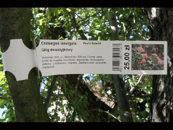 Etykieta pętlowa L1 40 x 278 mm większa pętla (1250szt.)