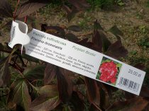 Etykieta pętlowa L1 33 x 250 mm (1500szt.)