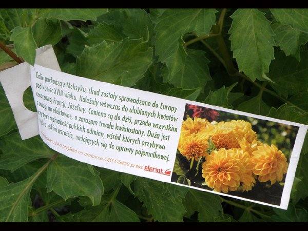 Etykieta pętlowa L2 50 x 250 mm (1000szt.)