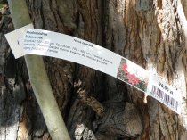 Etykieta pętlowa L2 25 x 250 mm (2000szt.)