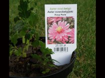 Etykieta wtykana L1 52 x 135 mm (2500szt.) połysk