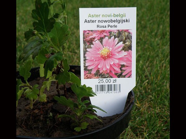 Etykieta wtykana L1 52 x 135 mm (2500szt.) połysk