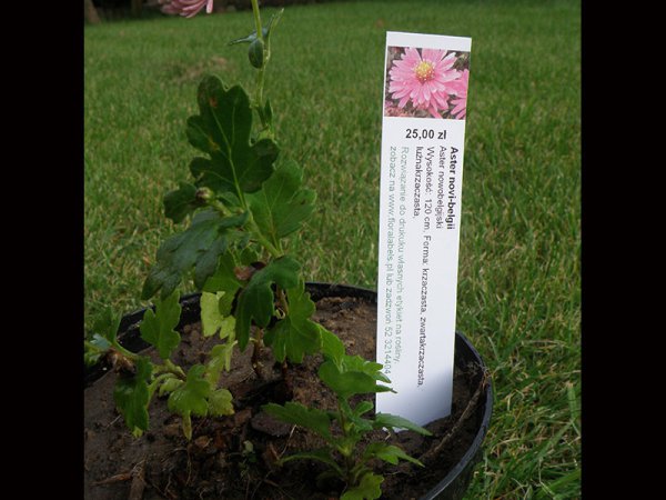 Etykieta wtykana L1 27 x 160 mm (1750szt.)