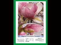 Etykieta samoprzylepna 207 x 295 mm, A4 (250 szt.)