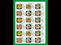 Etykieta samoprzylepna 65 x 47,5 mm (4500 szt.)