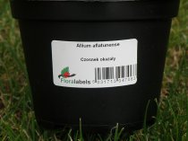 Etykieta samoprzylepna 48 x 25 mm (11000 szt.)