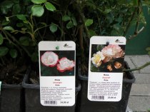 Etykieta wieszana L1 66 x 129 mm (1500szt.)