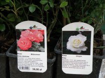 Etykieta wieszana L1 66 x 121 mm (1500szt.)