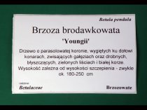 Etykieta samoprzylepna TT 100 x 140 mm rolka 900