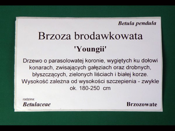 Etykieta samoprzylepna TT 100 x 140 mm rolka 900