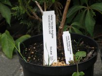 Etykieta wtykana TT 23 x 115 mm - rolka 2000szt.