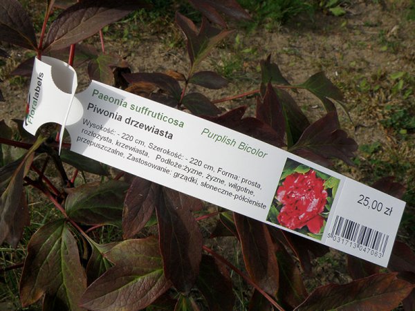 Etykieta pętlowa L1 33 x 250 mm (150szt.)