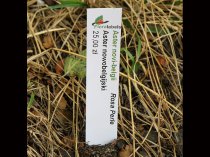 Etykieta wtykana L1 17 x 97 mm (600szt.)