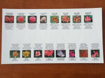 Etykieta wtykana L1 34 x 104 mm (400szt.)