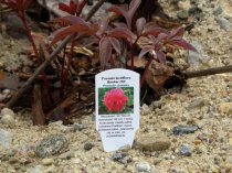 Etykieta wtykana L1 34 x 104 mm (400szt.)