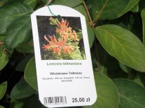 Etykieta wieszana L1 66 x 121 mm (150szt.)