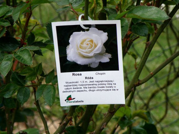 Etykieta wieszana L1 70 x 99 mm (225szt.)