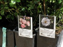 Etykieta wieszana L1 70 x 99 mm (225szt.)