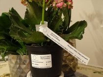 Etykieta samoprzylepna TT 50 x 30 mm - rolka 5000