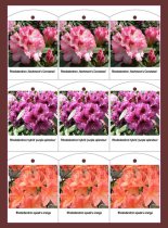 Etykieta wieszana L1 70 x 95 mm (225szt.)