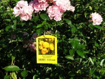 Etykieta wieszana L1 70 x 95 mm (225szt.) żółte