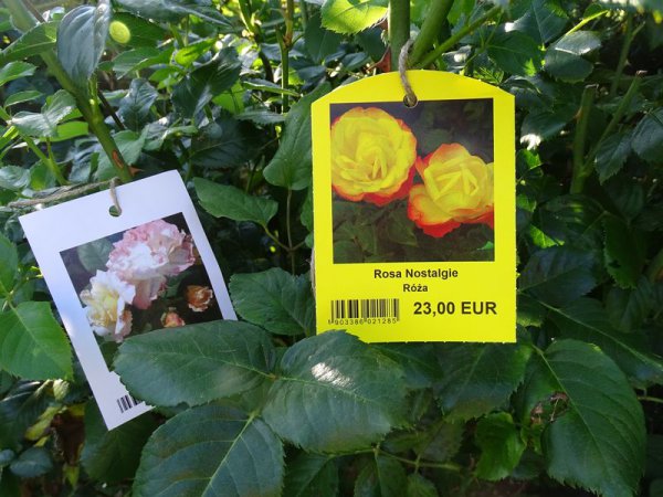 Etykieta wieszana L1 70 x 95 mm (225szt.) żółte