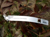 Etykieta pętlowa L2 20 x 250 mm (250szt.)