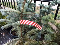 Etykieta choinkowa L1 30 x 300 mm (1750szt.)