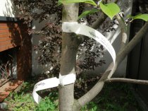 Etykieta pętlowa TT 17 x 250 mm - rolka 1000